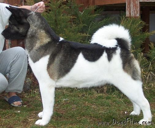 Crown akitas sales