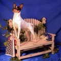 GOLDENHILLS RHETT BUTLER