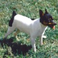 WINDY ACRES LUCKY SHANE