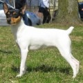 MALDONFOX GYPSY DEL ROSARIO