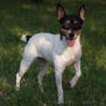 BAY TOYS TESSA