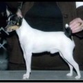 ENVOY MINNIE GIZMO VON BARON