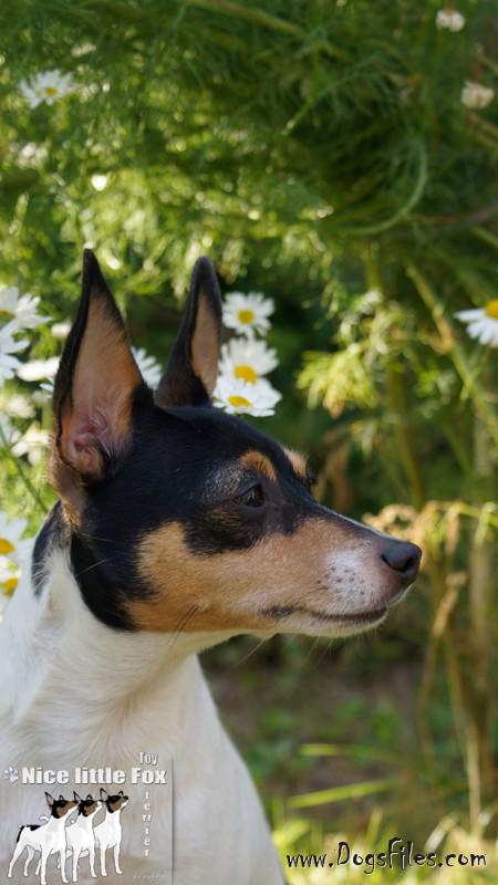 little fox terrier