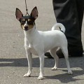 IOLA TIKRAS BICHIULIS