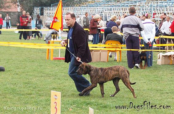 fila database pedigree database fila brasileiro fila database pedigree database fila brasileiro