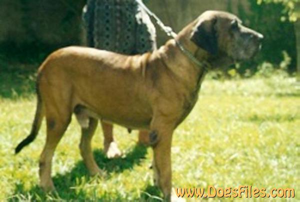 NAGAN DO AMPARO » Pedigree database Fila Brasileiro;