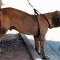 BRADOCK DO IBITURUNA