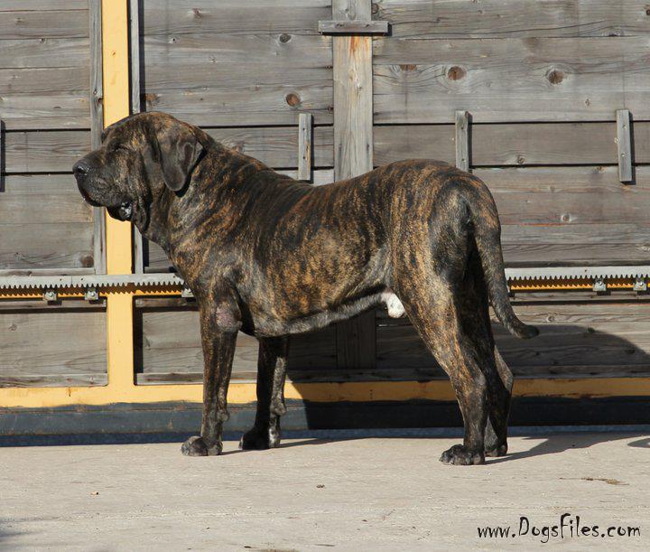 FERERO OF RED AND BRINDLE » Pedigree database Fila Brasileiro;