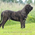 FERERO OF RED AND BRINDLE