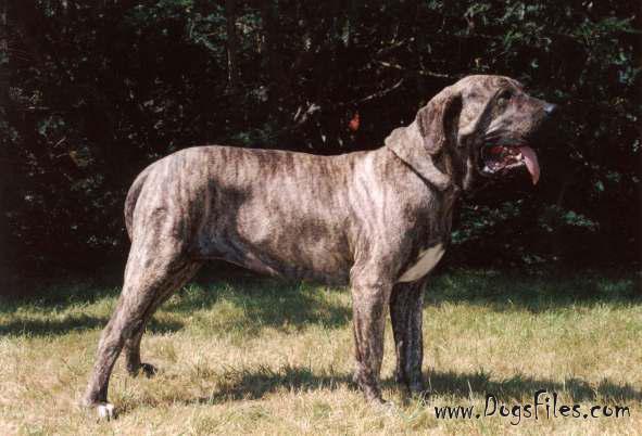 fila database greta stranick raj 187 pedigree database fila brasileiro fila database greta stranick raj 187 pedigree database fila brasileiro
