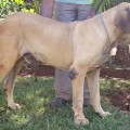 LEAO DE JAWA SANTA LUZIA