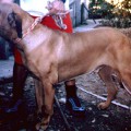 ZIMBO DE JAWA SANTA LUZIA