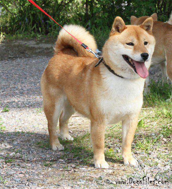 Vormund sales shiba inu