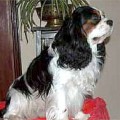 CANTO CARTIER TVALEN