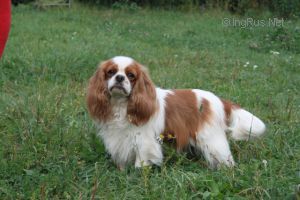 Pedigree Database Cavalier King Charles Spaniel