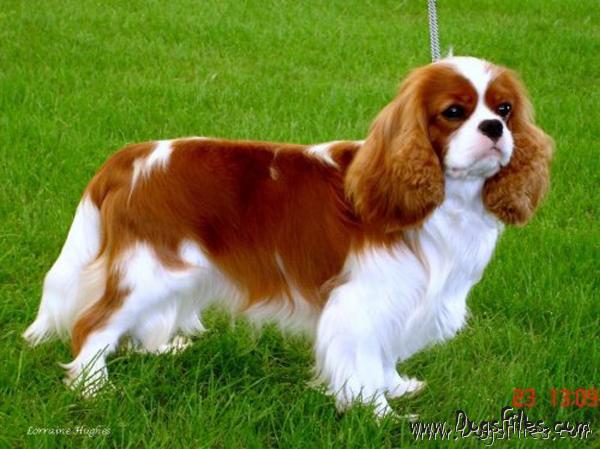 Aranel cavaliers sales