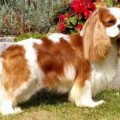 TAMELINE NORTHERN DANCER