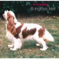 ROSSCREA MEMPHIS BELLE