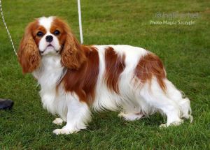 Miletree cavaliers best sale