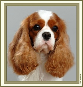 Miletree cavaliers sales