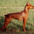 WIENER KINDL FINETTE