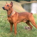 ZORRO DOBERDOG