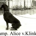 ALICE V.KLINKETAL