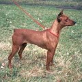 ODETTA ROZARKA