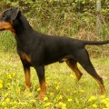 FRODO VON DER RHEINEBENE
