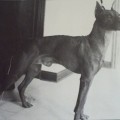 SIR WILLIAM Z BUDZYN