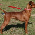 DORRA DORIANA HARMONY STAR
