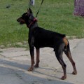 DOG STAR GALANT