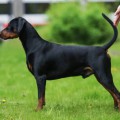 BLACK ARDOR BALIAN BLACK ARDOR BALIAN