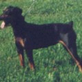 MARIE VOM CRONSBACH