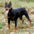 BILLY DU PRIEURE DE MONTSENY