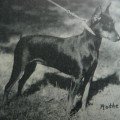 NORA VON DER BIRKENHEIDE