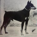 BELLO VOM WALDCHEN