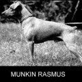 MUNKIN RASMUS