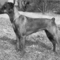 ASTA SF19372182