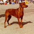 CERIINAN IMOGENE