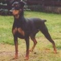 CERIINAN INDIRA
