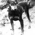 WALDSCHATZ RAMASCHEE