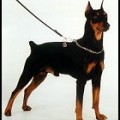 BASKO VON KUKI