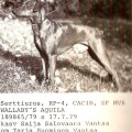 WALLABY'S AQUILA