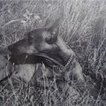 CORA VON DER VOGELWEIDE