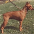 WIENER KINDL BABETTE