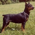 BUNNY VON DER LOHHECKE