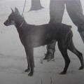 DOLLY VON DER BARENBURG