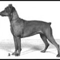 GUNHOF'S BIRNETT GIRL