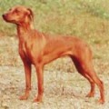 CERIINAN SANDRA